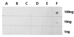 Anti-Histone H2BK5ac (acetyl Lys5) antibody used in Dot blot (Dot). GTX128963